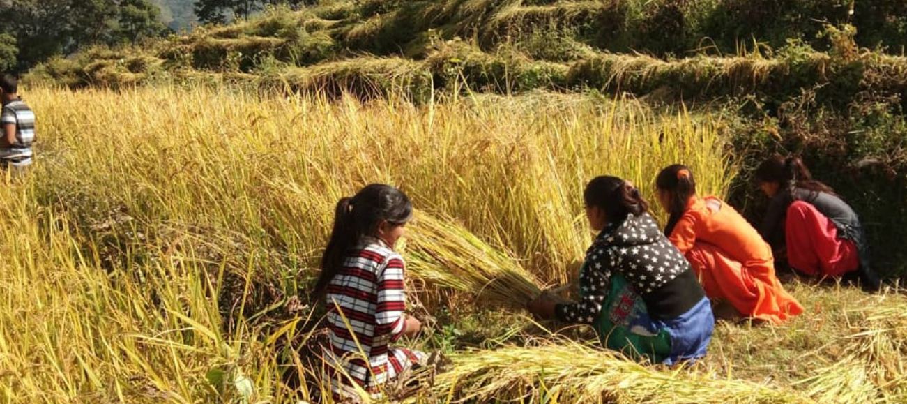 धान थन्क्याउन रत्ननगरको सहयोग